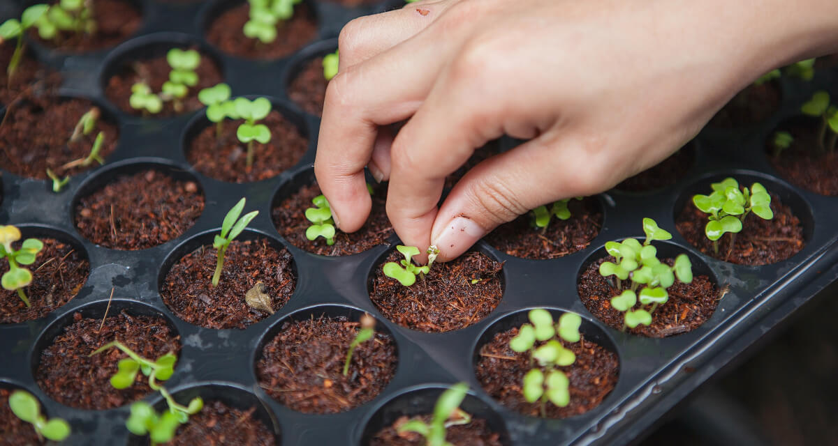 An infographic showcasing Amazefoods’ commitment to sustainability.